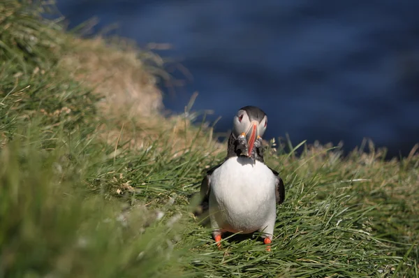 Puffin islandês e natureza — Fotografia de Stock