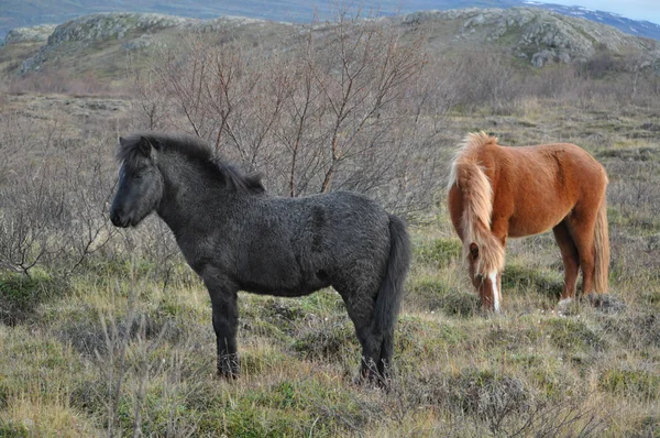 Cavalos islandeses na natureza — Fotografia de Stock