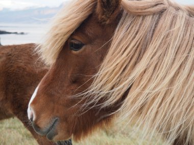 İzlandalı atlar üzerinde göster