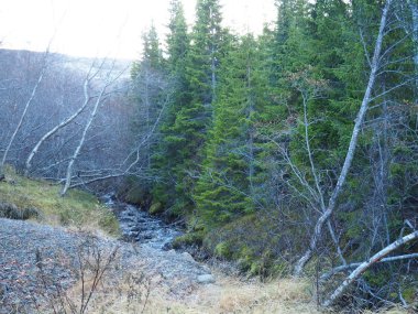 orman sonbahar sahne