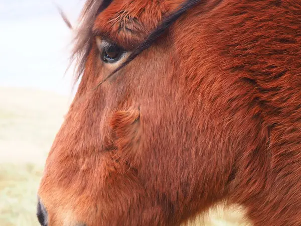 Vista sobre cavalos islandeses — Fotografia de Stock