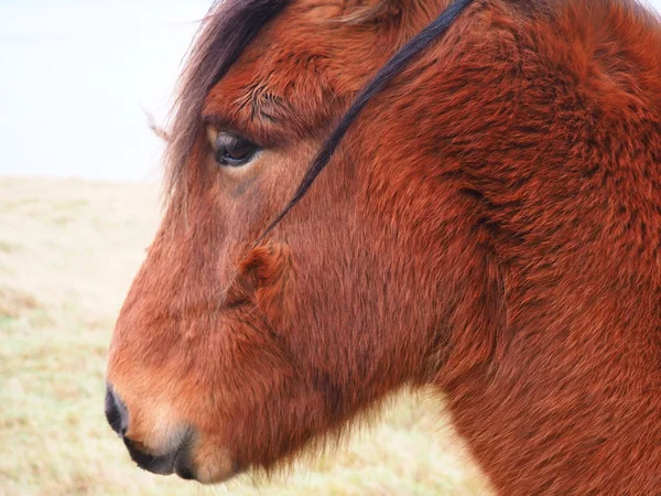 Vista sobre caballos islandeses —  Fotos de Stock