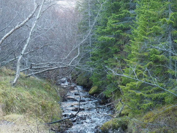 Höstens scen i skogen — Stockfoto