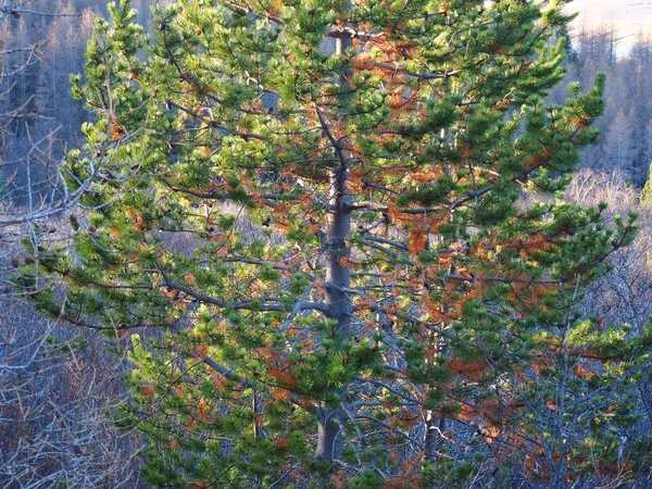 Herbstszene im Wald — Stockfoto