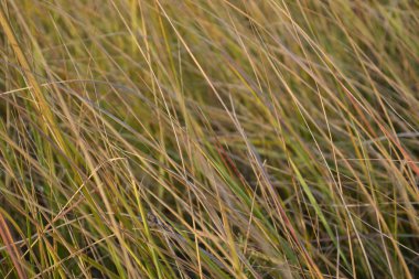 Doku çimen, sonbahar.