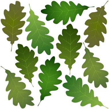 yeşil meşe yaprakları