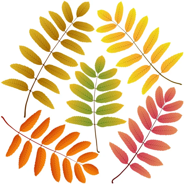 Autumn leaves rowan — Stock Vector