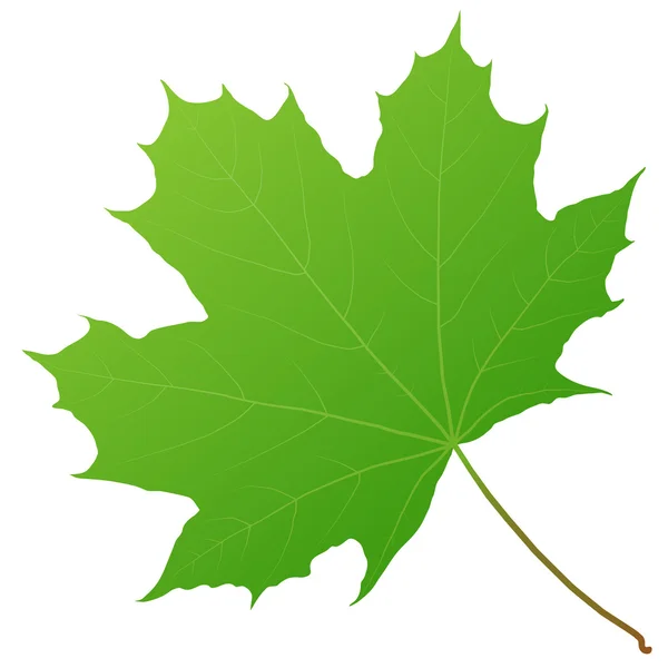 緑のカエデの葉 — ストックベクタ