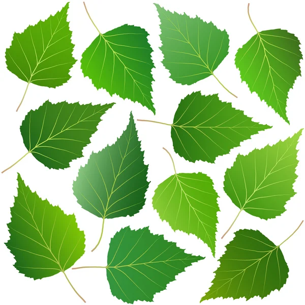 자작나무의 녹색 잎 — 스톡 벡터