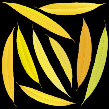 sonbahar willow bir siyah arka plan üzerine bırakır