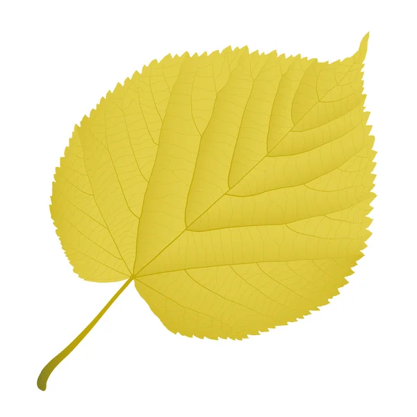 Autumn leaf linden — Stock Vector