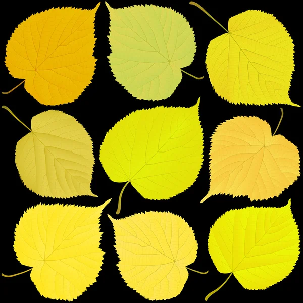 Linden autumn leaves on a black background — Stock Vector