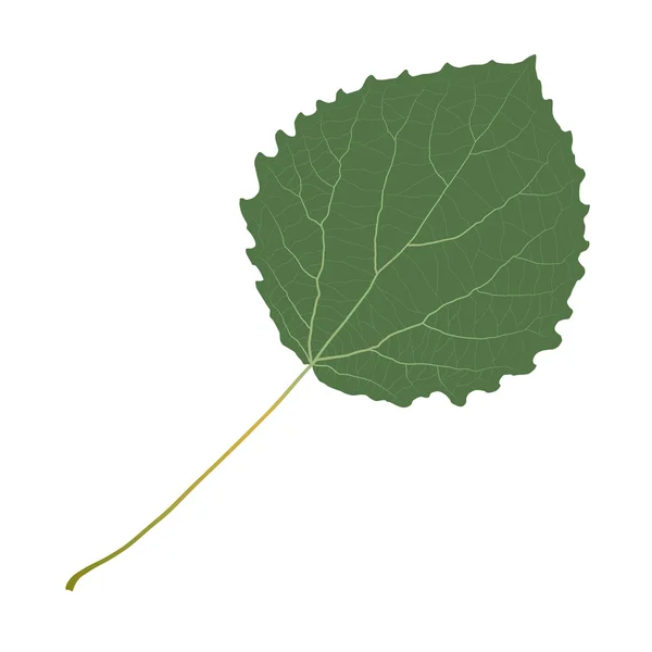 Aspen zielony liść — Wektor stockowy