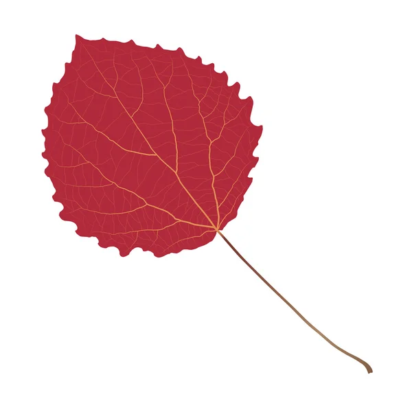Rode blad aspen — Stockvector