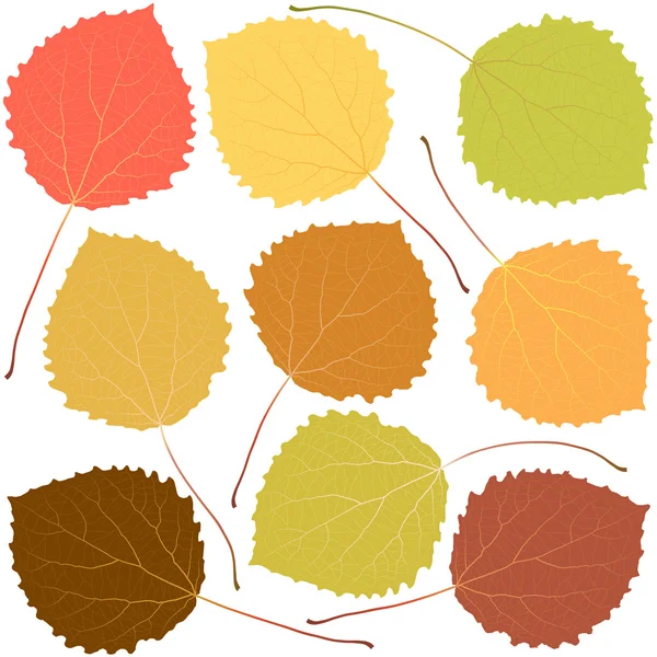 Autumn aspen leaves — Stock Vector