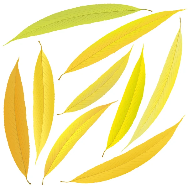 Осенние листья ивы — стоковый вектор