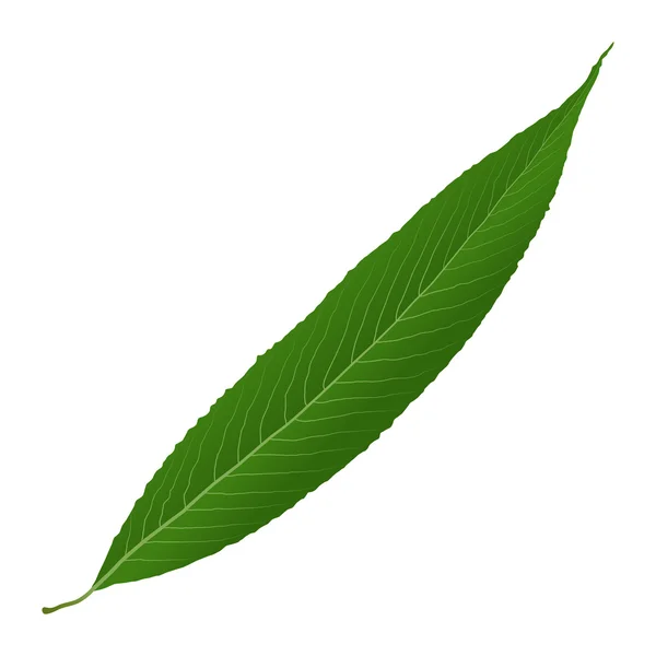 Зелений лист верби — стоковий вектор