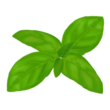 Yeşil fesleğen yaprağı