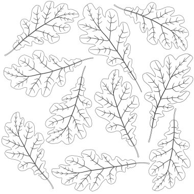 sağlam meşe yaprağı