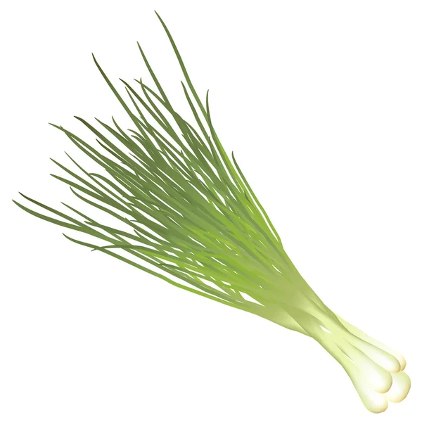 Bouquet d'oignons verts — Image vectorielle