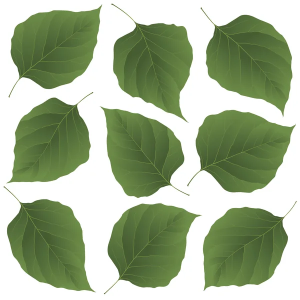 Zöld levelei lila — Stock Vector