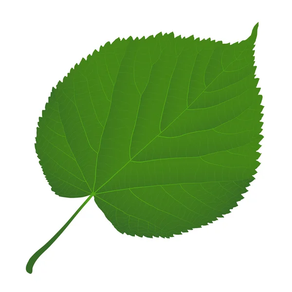 Green leaf linden — Stock Vector