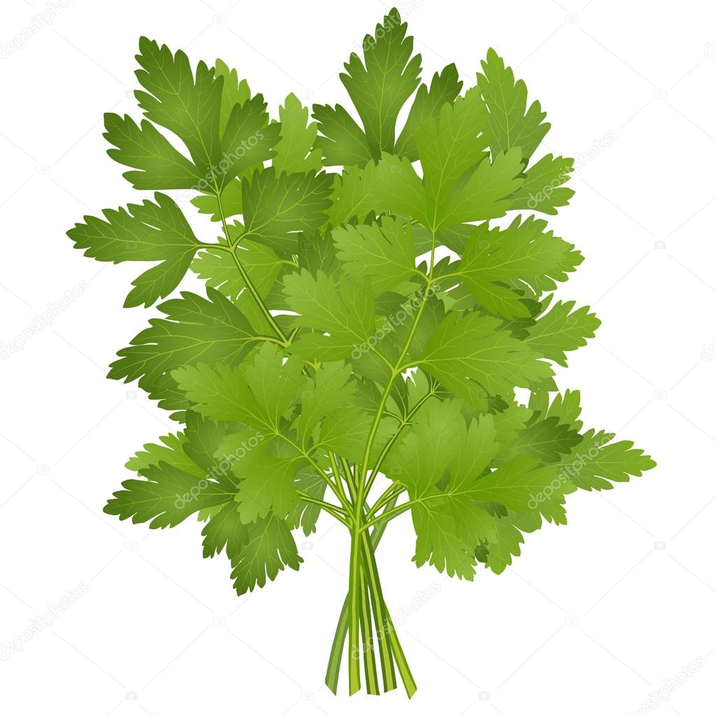 Green bunch of parsley