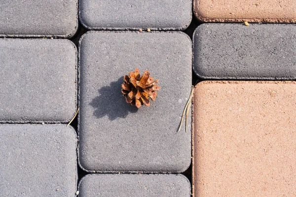 Vieux Cône Ouvert Deux Aiguilles Pin Trouvent Sur Trottoir Nouvellement — Photo