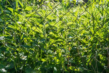 Issız bir bölgede yoğun bir bitki örtüsü. Isırgan otları ve yeşil çayırlardan oluşan güçlü genç bitkiler var. Ön planda zincirli tel var. Arkaplan. 