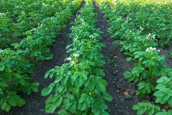 stock image The field where potatoes are grown. Furrows go into perspective. The plants have white flowers. Background. 