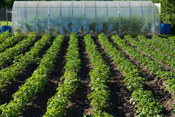 Kartoffelreihen Auf Einem Kleinen Feld Die Pflanzen Sind Reihen Angeordnet — Stockfoto