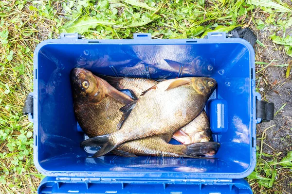 Dikdörtgen mavi bir kovada bir kaç tane yakalanmış çipura var. Yukarıdan bak. Konteynır duvarında bir balık yansıması var. Her yerde çim var. Arkaplan. 