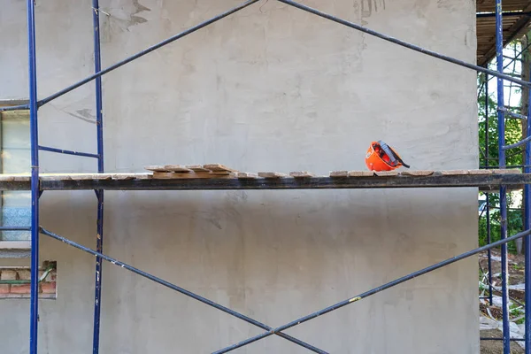 Eski binanın duvarı taze alçıyla kaplıdır ve inşaat ile çevrilidir. Terk edilmiş bir turuncu güvenlik kaskı kalaslarda yatıyor. Arkaplan. 