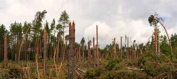 Bir çam ormanı, geçmiş bir kasırganın rüzgarına dönüştü. Kırık ağaç gövdeleri soya, etrafta çok sayıda dal var. Manzara. Panorama