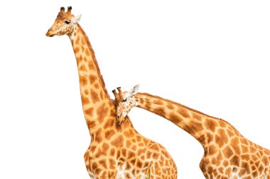 Beyaz arka planda iki zürafa. Bu poz karşılıklı sevgiyi ve sevgiyi gösteriyor. Beyaz arkaplan.