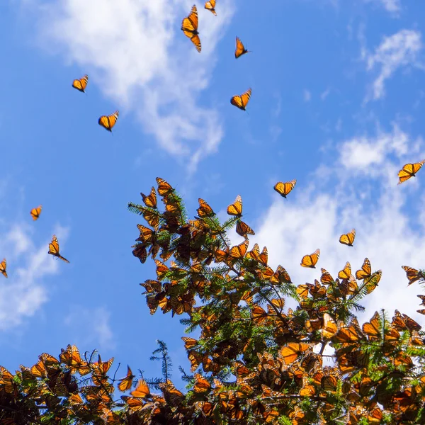 Monarch vlinders op vertakking van de beslissingsstructuur in blauwe hemelachtergrond — Stockfoto