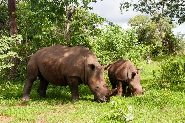 Rinoceronte blanco con joven — Foto de Stock