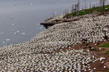 Kuzey Gannet koloni Bonaventure adası