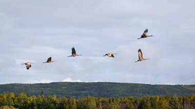 Sandhill uçan vinç