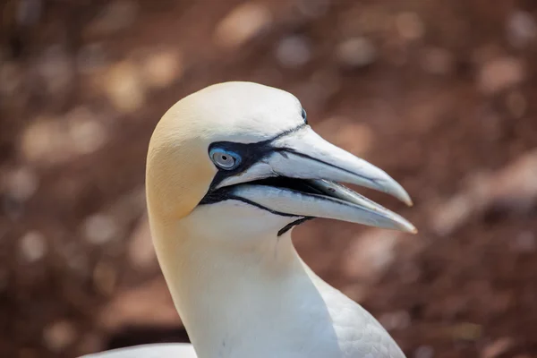 Head of Northern — Stockfoto