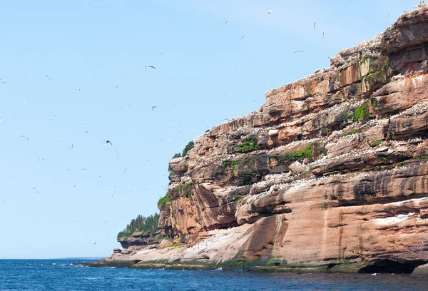 Norra Gannets på Bonaventure Island — Stockfoto