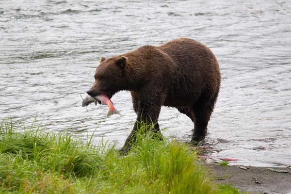 Oso marrón comiendo pescado — Foto de Stock