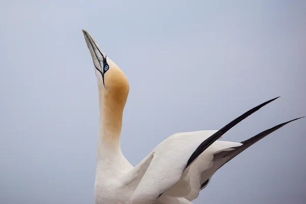 Północny Gannet na wyspie Bonaventure — Zdjęcie stockowe