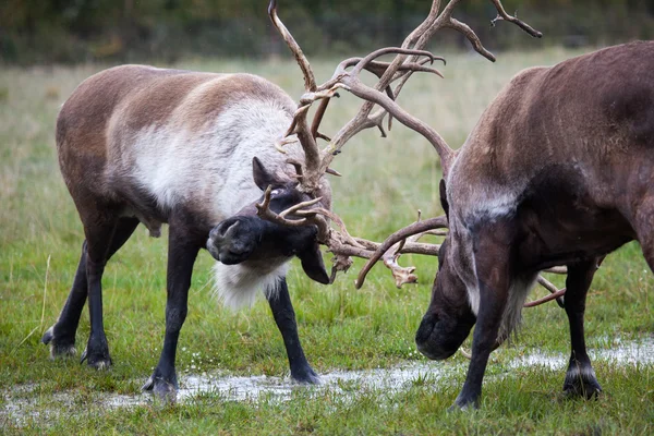 Alaska 'da Karayipler savaşıyor — Stok fotoğraf