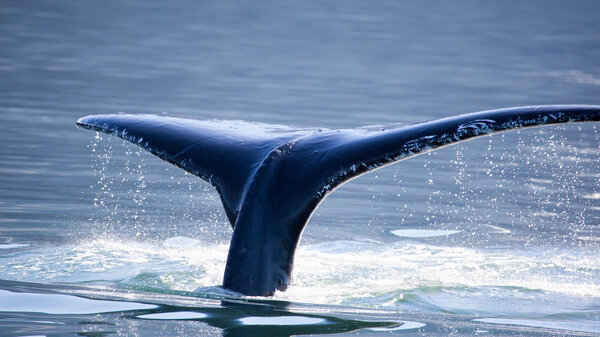 Humpback Whale (Megaptera novaeangliae) tail in Juneau, Alaska