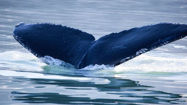 Queue de baleine à bosse — Photo