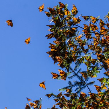 Monarch kelebek mavi gökyüzü arka plan ağaç dalı