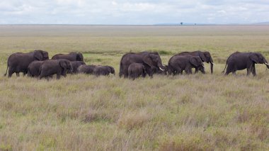 Bir sürüsü Afrika Amboseli Ulusal Parkı'nda