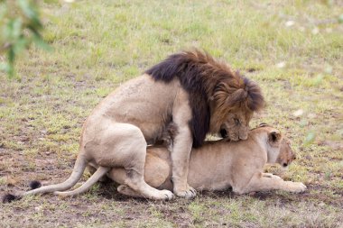 Masai Mara yedekte çiftleşme aslanlar