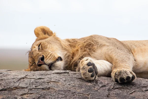 Leoa dormindo na rocha — Fotografia de Stock